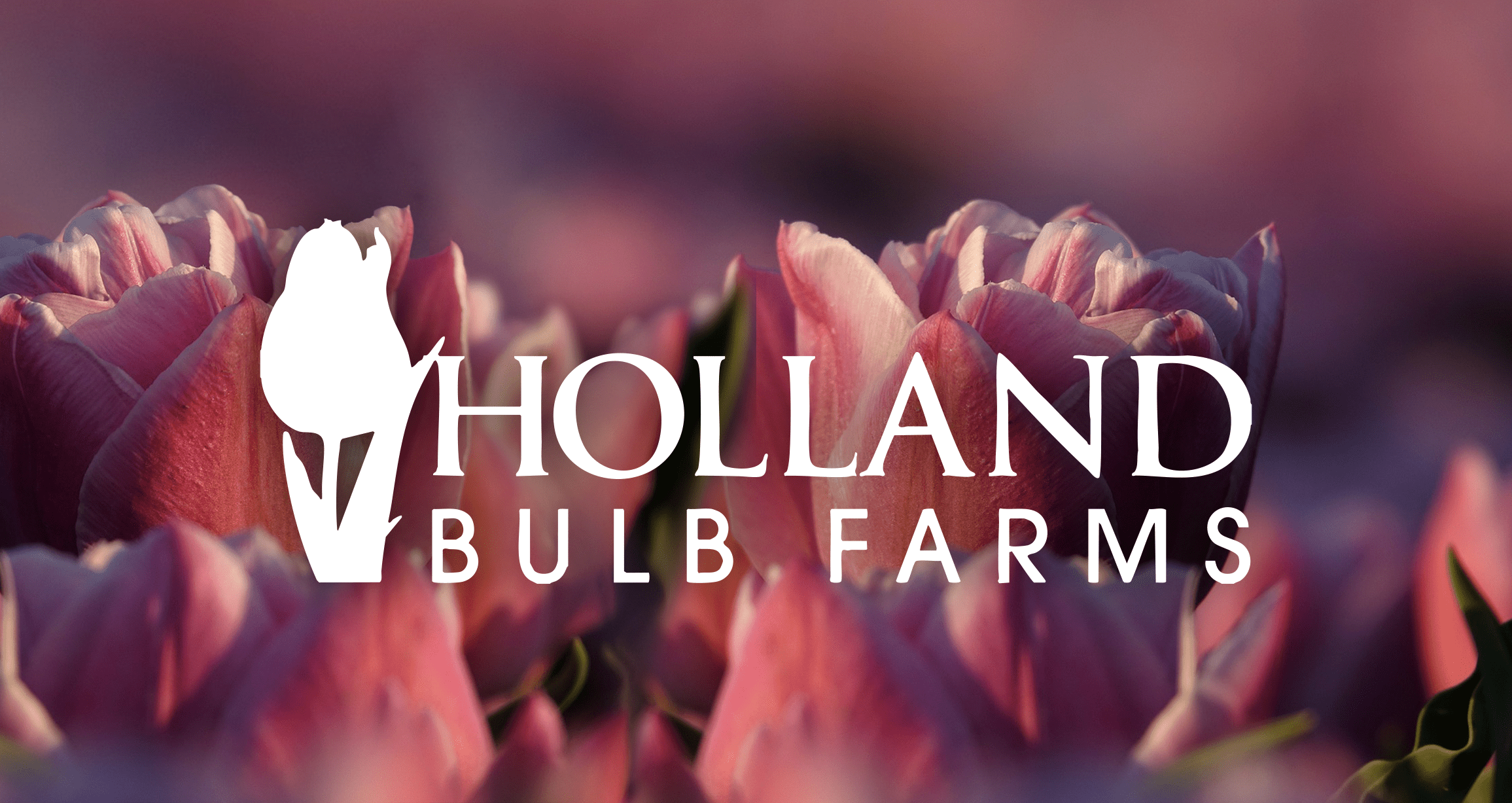 See How Automation Helps Holland Group Ship Live Plants Globally During Peak Seasons